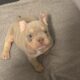 6 week old micro bully for sale