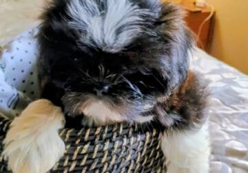 Sushi the shih tzu pup