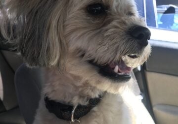Puppy for sale