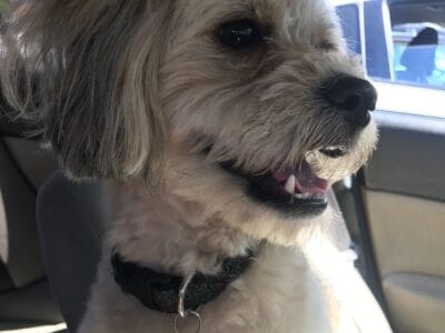 Puppy for sale