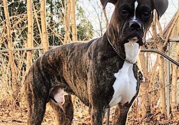 Male Boxer 2 years old