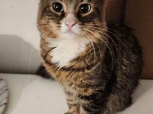 Male Cat in need of Human to call my own