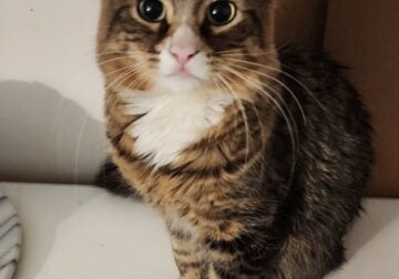 Male Cat in need of Human to call my own