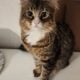 Male Cat in need of Human to call my own