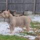 American Bully Pockets