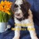 Standard Poodle Pups (available July26)