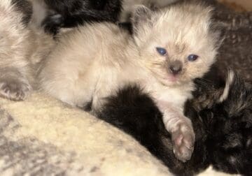 himi ragdoll manx beauty