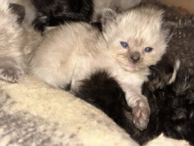 himi ragdoll manx beauty