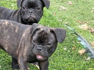 16 weeks Male French Bulldog Puppies, 2 boys