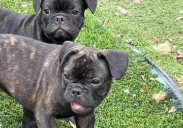 16 weeks Male French Bulldog Puppies, 2 boys