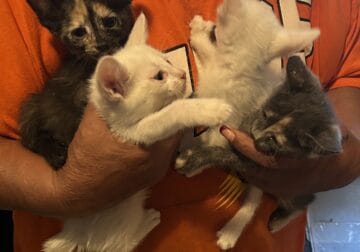 Free Kittens