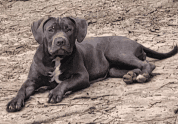 6 month old blue puppies