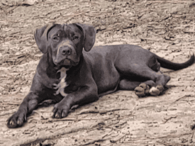 6 month old blue puppies
