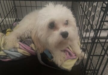 Cavachon Male (7months)
