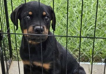Rottweiler female AKC