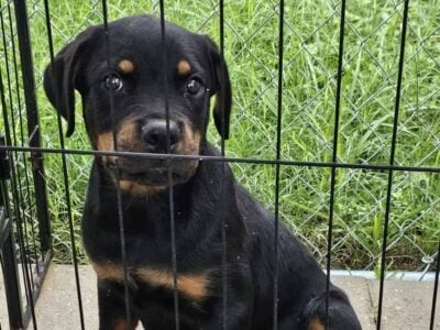 Rottweiler female AKC