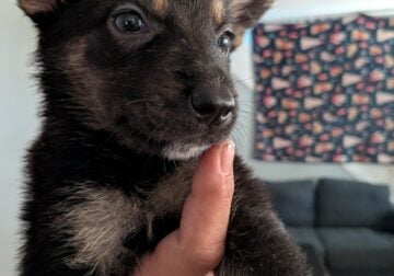 German Shepherd puppies