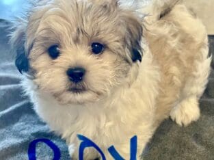 Maltese/Shih Tzu mixed puppies