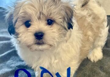 Maltese/Shih Tzu mixed puppies