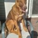 German Shepherd Mix for Sale