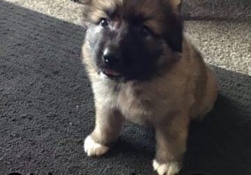 German shepherd puppies female