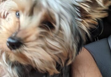 Yorkies $500