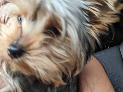 Yorkies $500