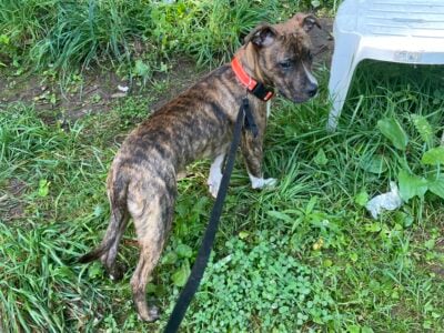 Mountain Cur mix