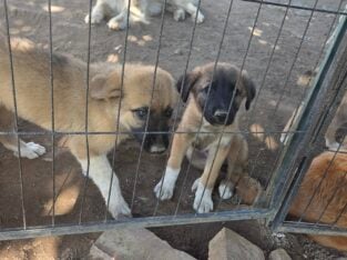 Male puppie Great Pyreenese/ Belgium Shepherd