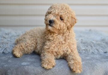 F1 Miniature-Toy Poodle Millersburg OH-Honey