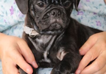 Dexter