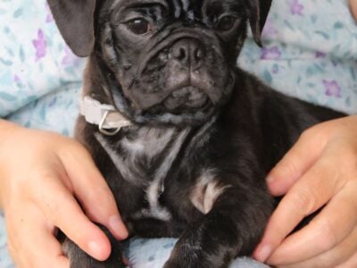 Dexter