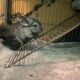 Chinchillas