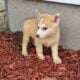 Siberian husky puppies