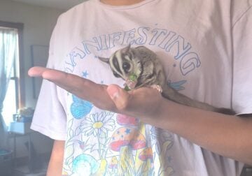 Adorable 1 year old sugar glider brothers