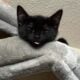 Toddler age kitten