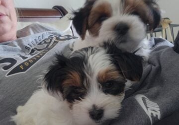 Parti Yorkies for sale