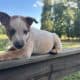 Heeler Puppies