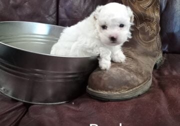 Morkie male