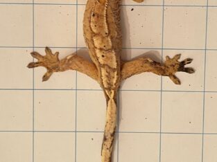 Large Juvenile Crested Gecko 2