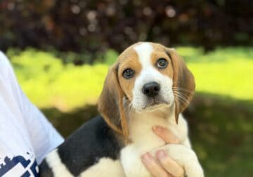 Beagle Puppies