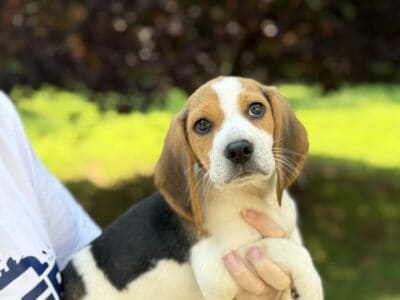 Beagle Puppies