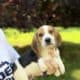 Beagle Puppies
