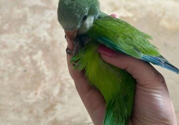 Baby green quaker parrot