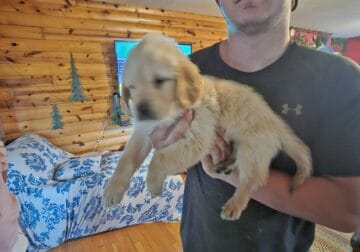 AKC Golden Retrievers