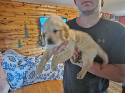 AKC Golden Retrievers