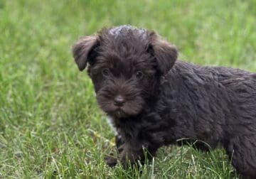 Expressive Female Miniature Schnauzer