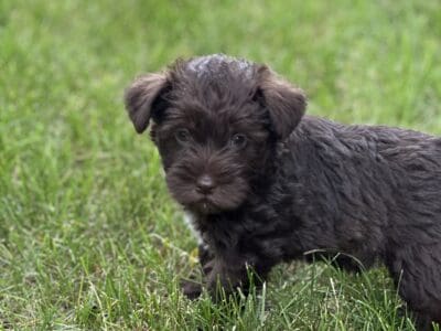Expressive Female Miniature Schnauzer