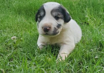 Great Pyrenees Puppies