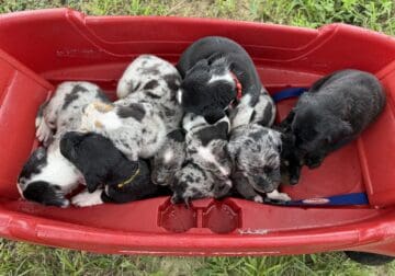 Louisiana Catahoula Leopard Puppies